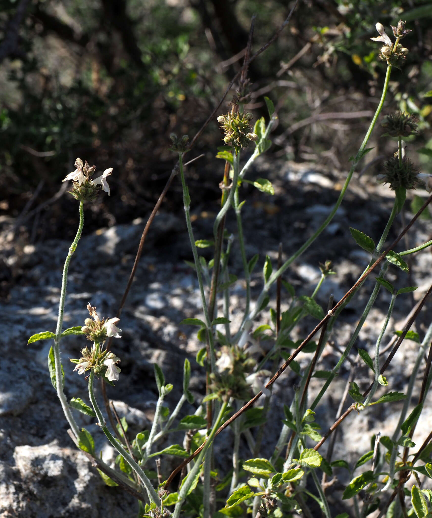 Image of Stachys distans Benth.