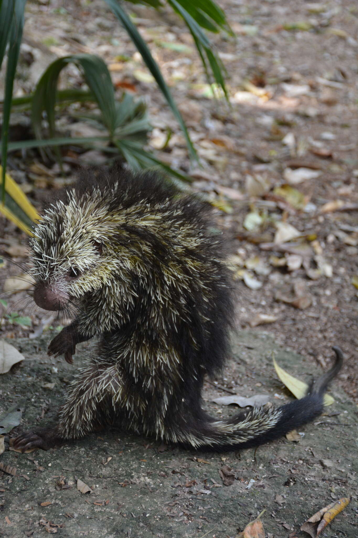 Image of Hairy Dwarf Porcupines