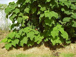 Image of Paulownia tomentosa (Thunb.) Steud.