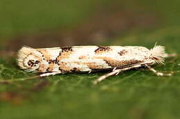 Phyllonorycter sagitella (Bjerkander 1790)的圖片