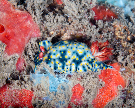 Image of Red gilled yellow spotted green slug