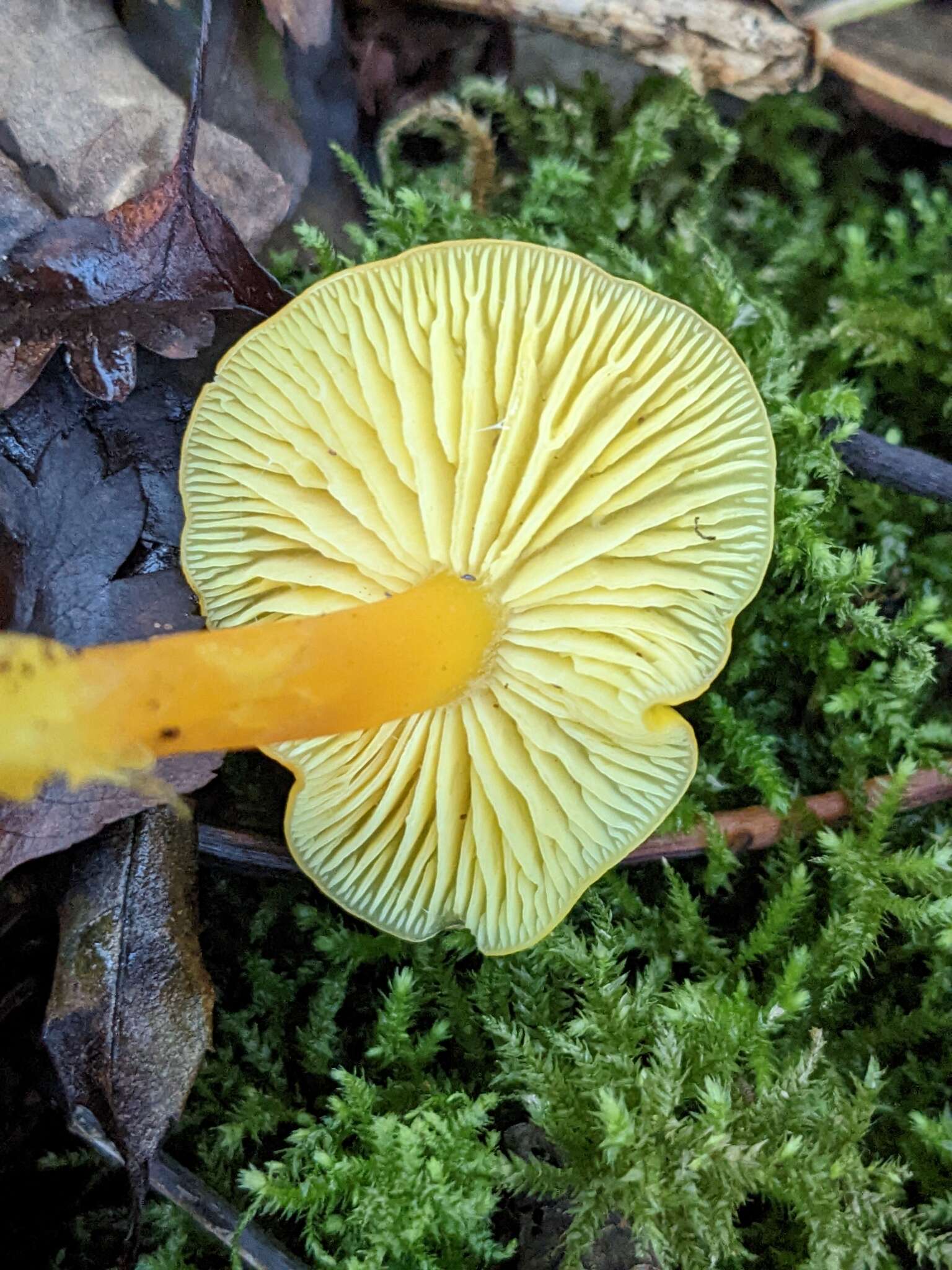 Image de Hygrocybe glutinipes (J. E. Lange) R. Haller Aar. 1956