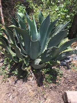 Image of Agave cupreata Trel. & A. Berger