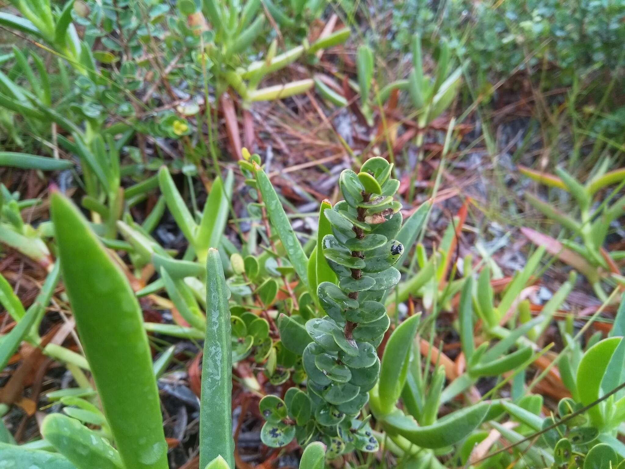 Image of Dune myrtle