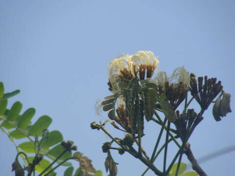 Слика од Balizia leucocalyx (Britton & Rose) Barneby & J. W. Grimes