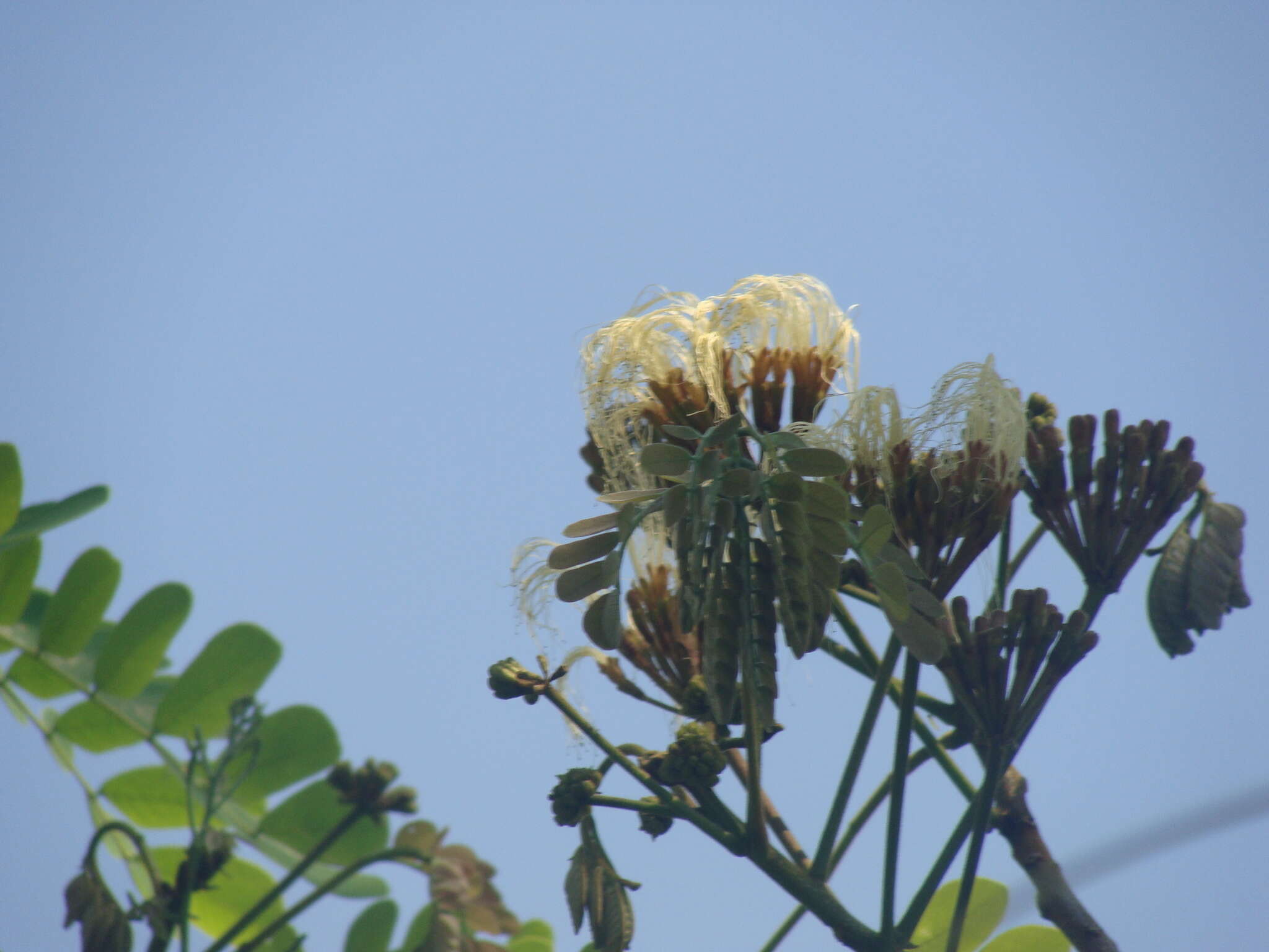 Image of Balizia leucocalyx (Britton & Rose) Barneby & J. W. Grimes