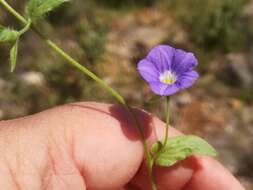 Image de Convolvulus siculus L.