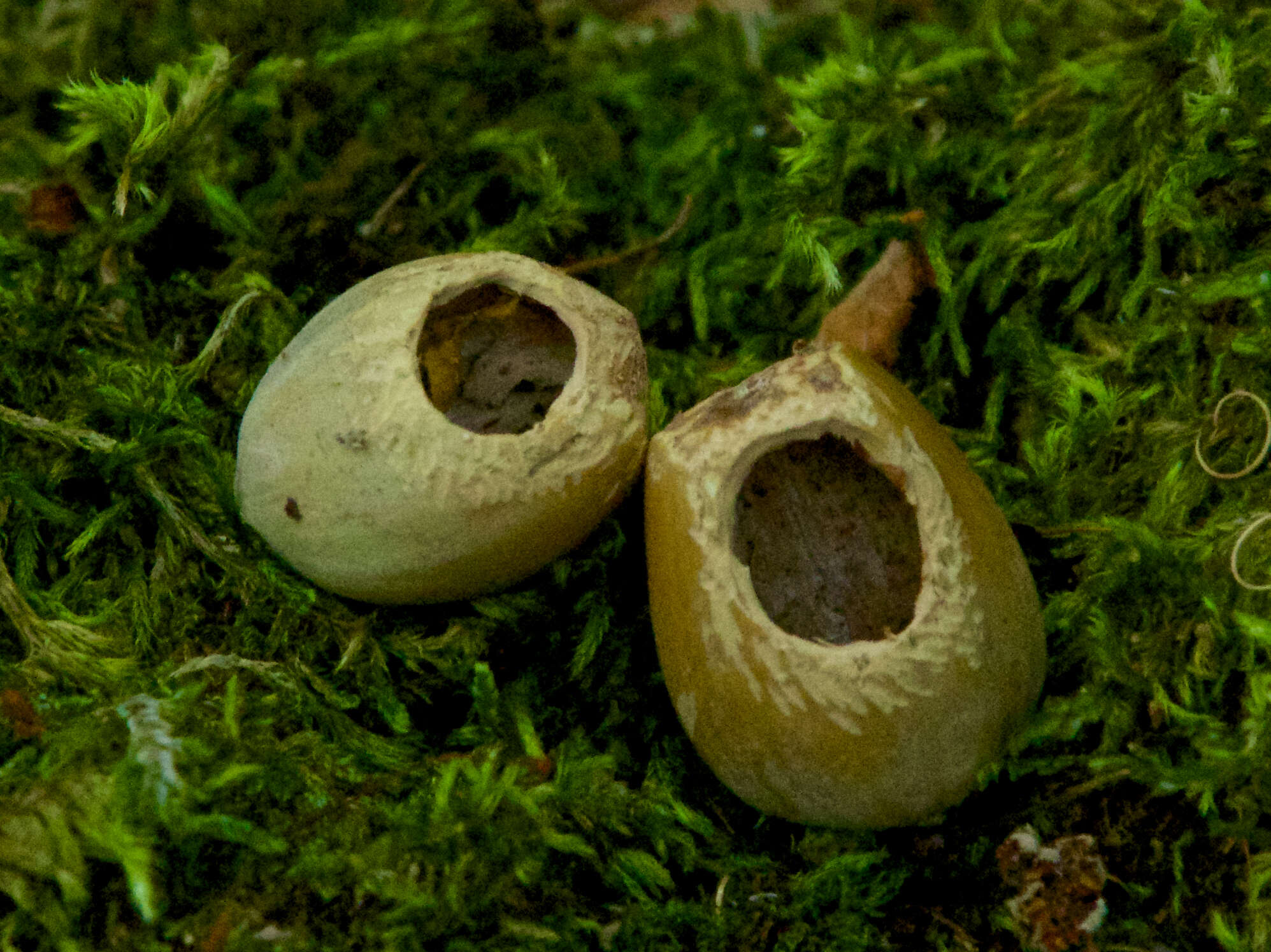 Image of hazel dormouse