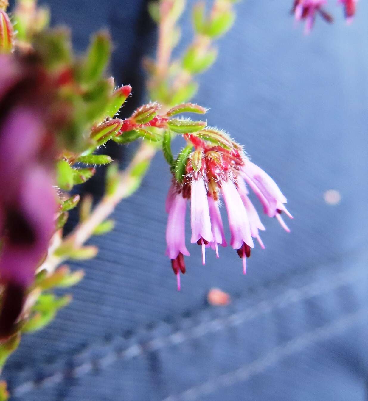 Plancia ëd Erica glabella subsp. laevis E. G. H. Oliver