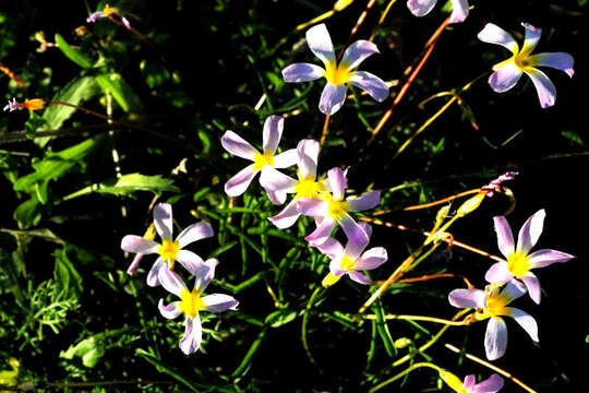 Imagem de Oxalis leptogramma Salter