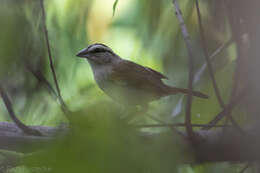 Image of Tocuyo Sparrow