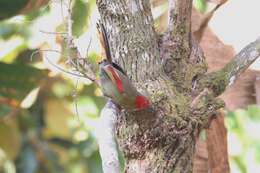 Image of Crimson-winged Liocichla