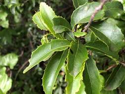 Image of Denhamia bilocularis (F. Müll.) M. P. Simmons