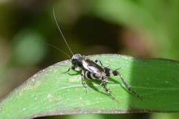 Sivun Dianemobius fascipes (Walker & F. 1869) kuva