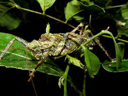 Image of Championica (Auchenacophora) humilis (Brunner von Wattenwyl 1895)