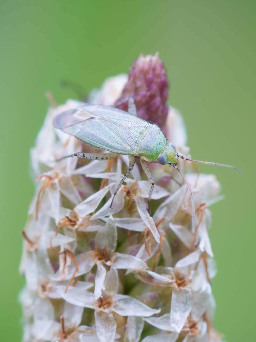 Plagiognathus chrysanthemi (Wolff 1804)的圖片