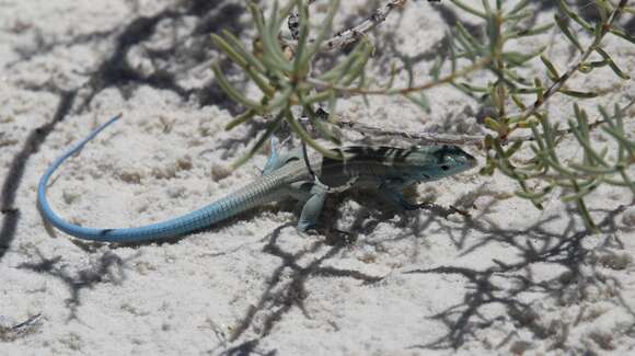 Image of Aspidoscelis inornatus gypsi (Wright & Lowe 1993)