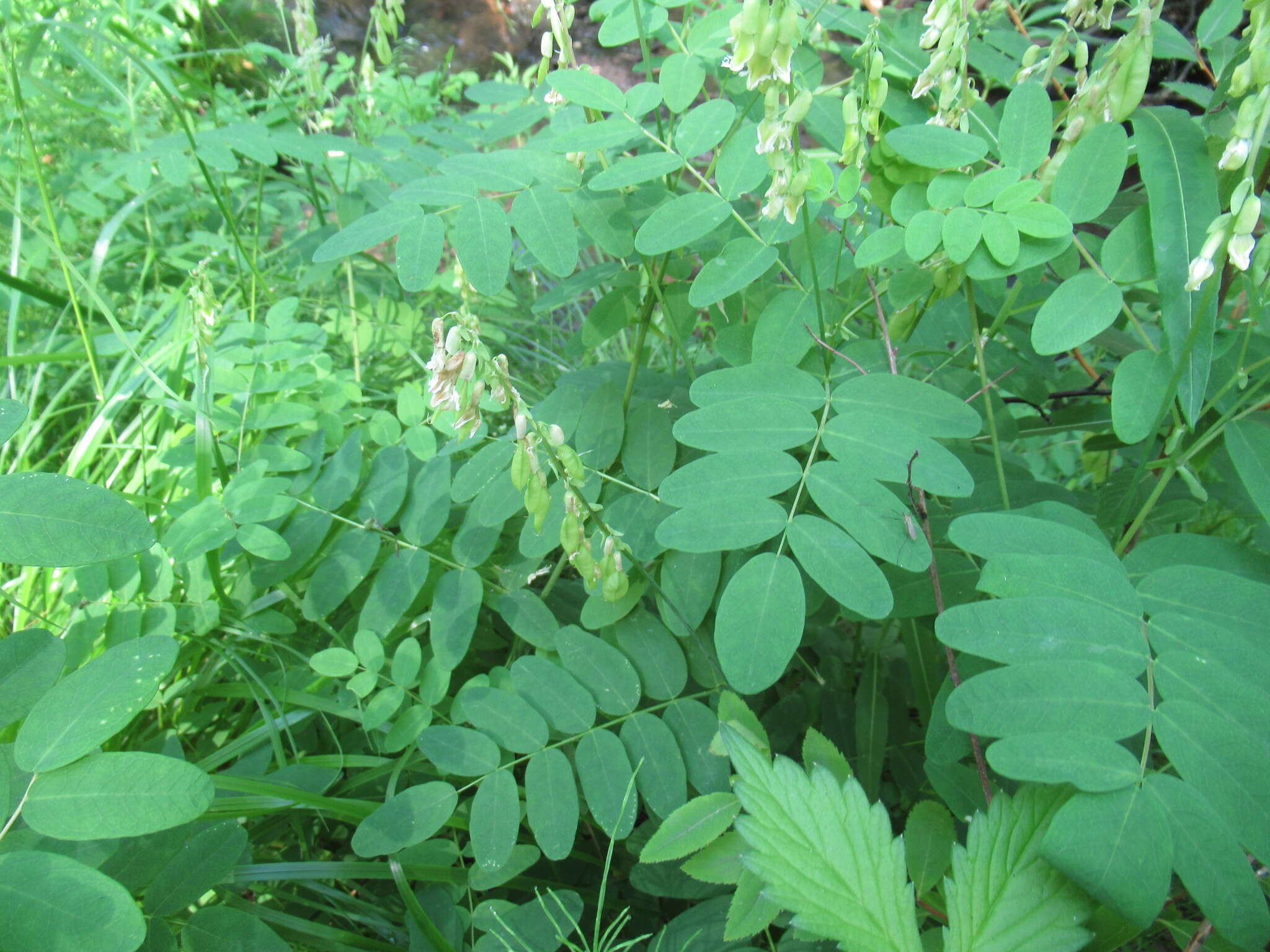 Imagem de Astragalus frigidus (L.) A. Gray