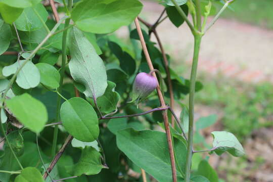 Image of Clematis carrizoensis D. Estes