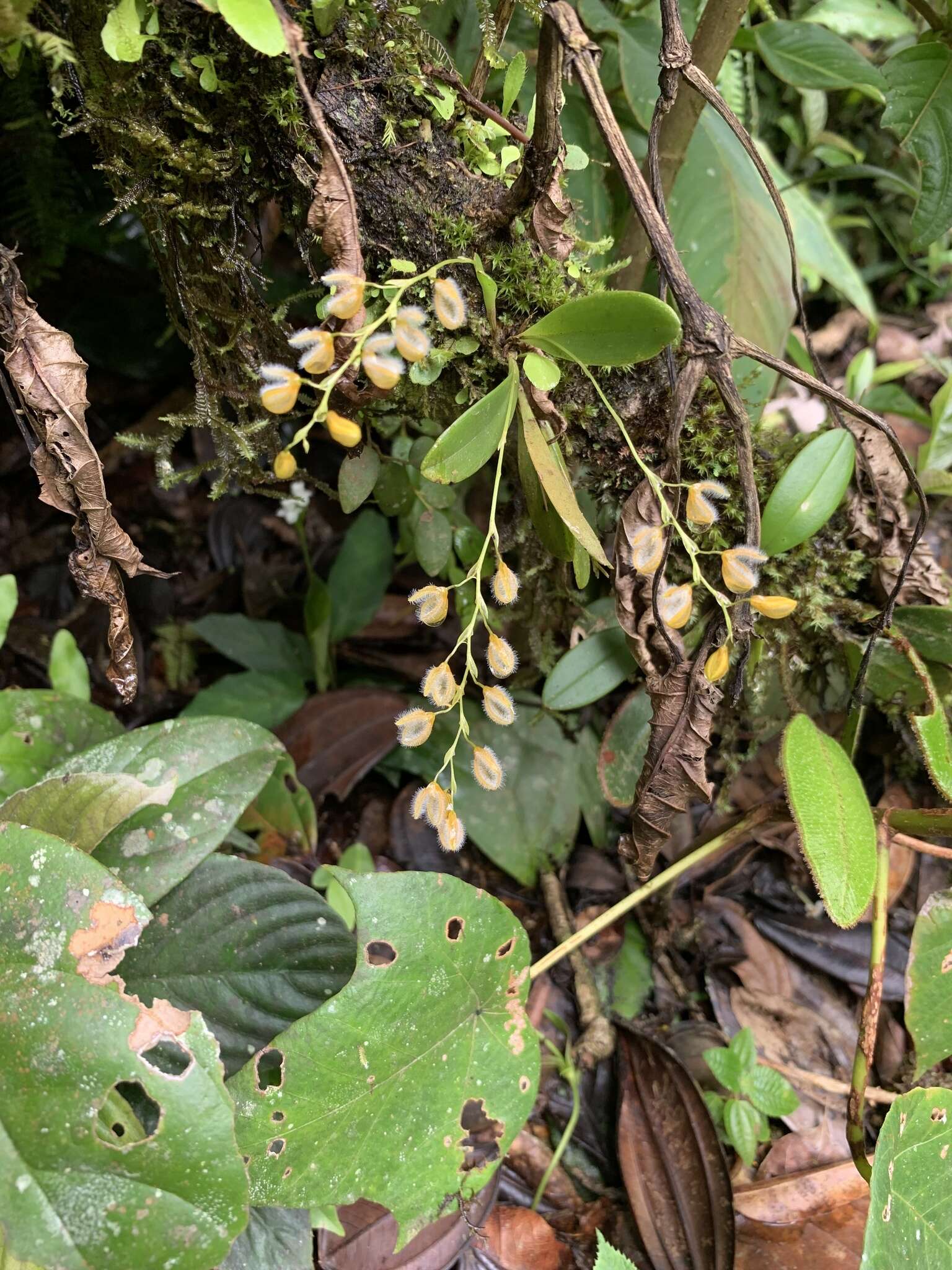 Image of Stelis pilosa Pridgeon & M. W. Chase