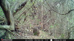 Image of Swamp Rabbit