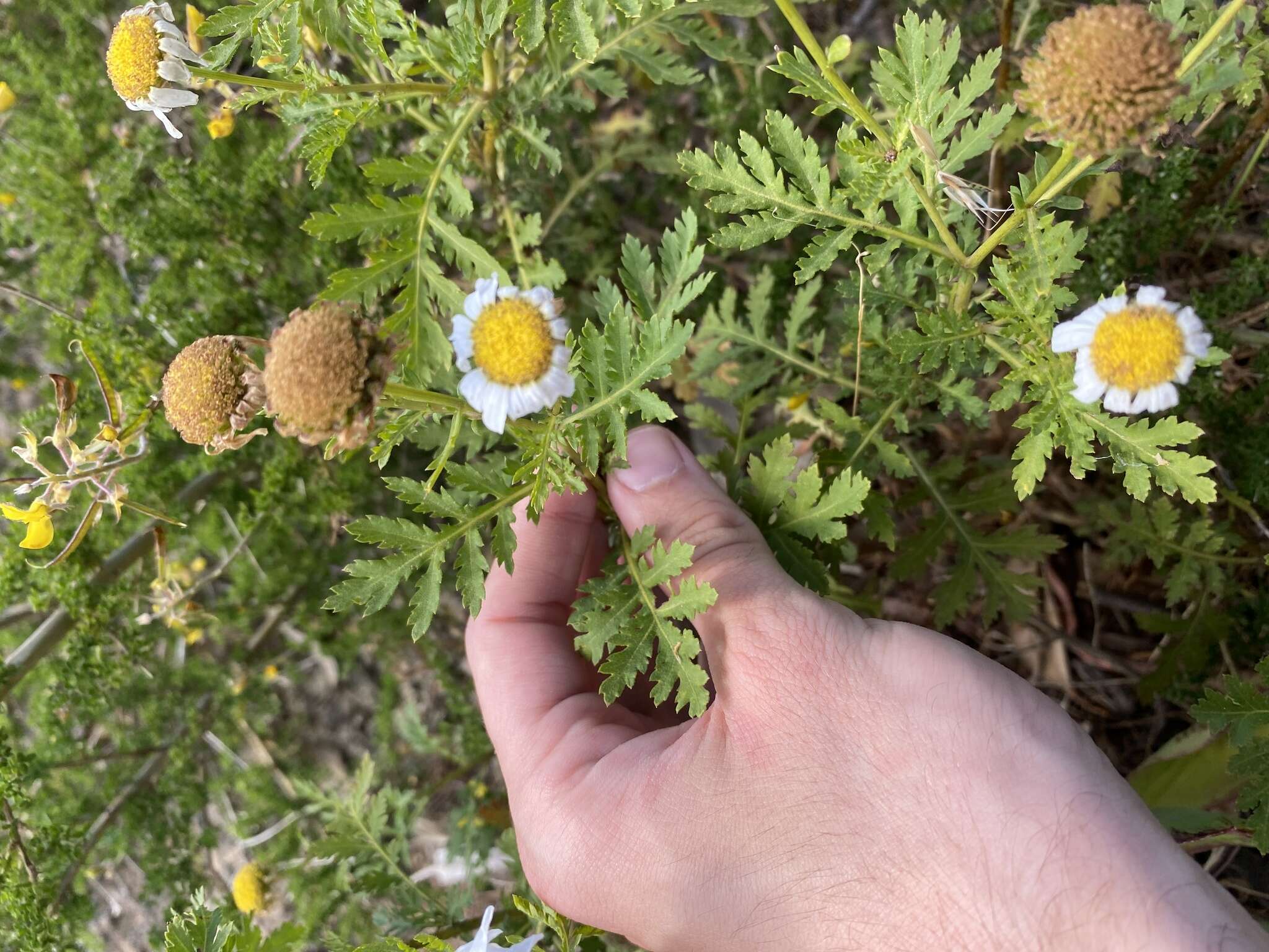 Plancia ëd Argyranthemum broussonetii (Pers.) C. J. Humphries