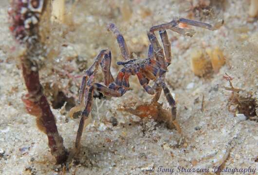 Image of Anoplodactylus evansi Clark 1963