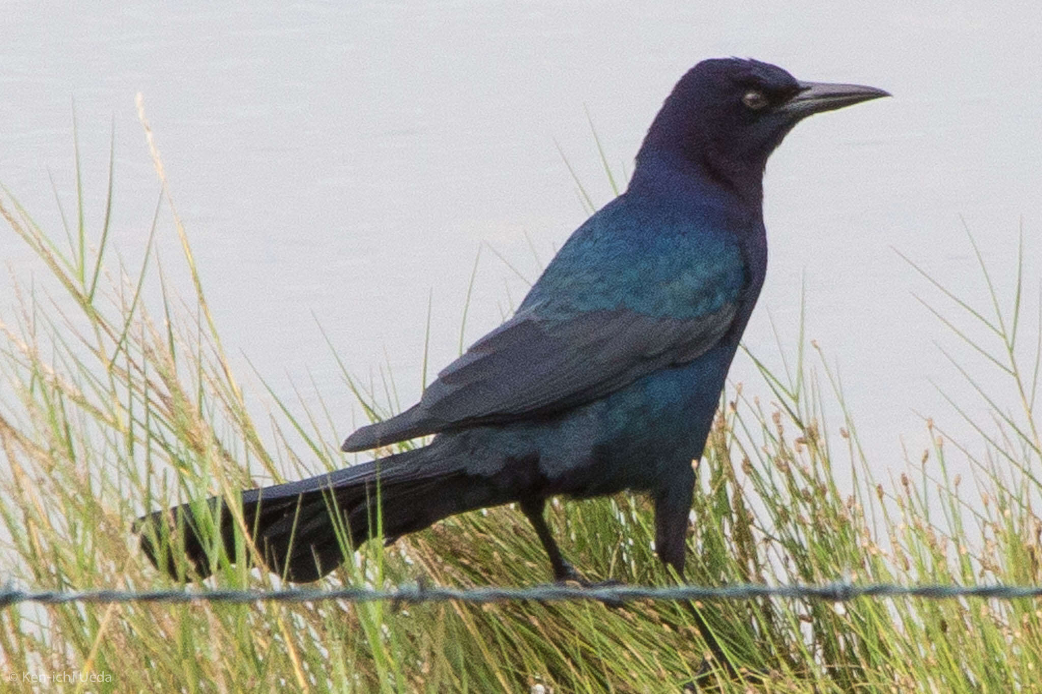 Image of Boat-tailed Grackle