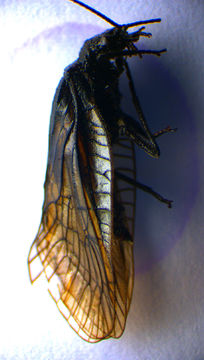 Image of <i>Sialis nigripes</i> Pictet 1865