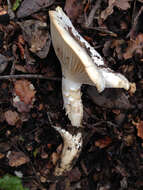 Image of Hygrophorus sordidus Peck 1898