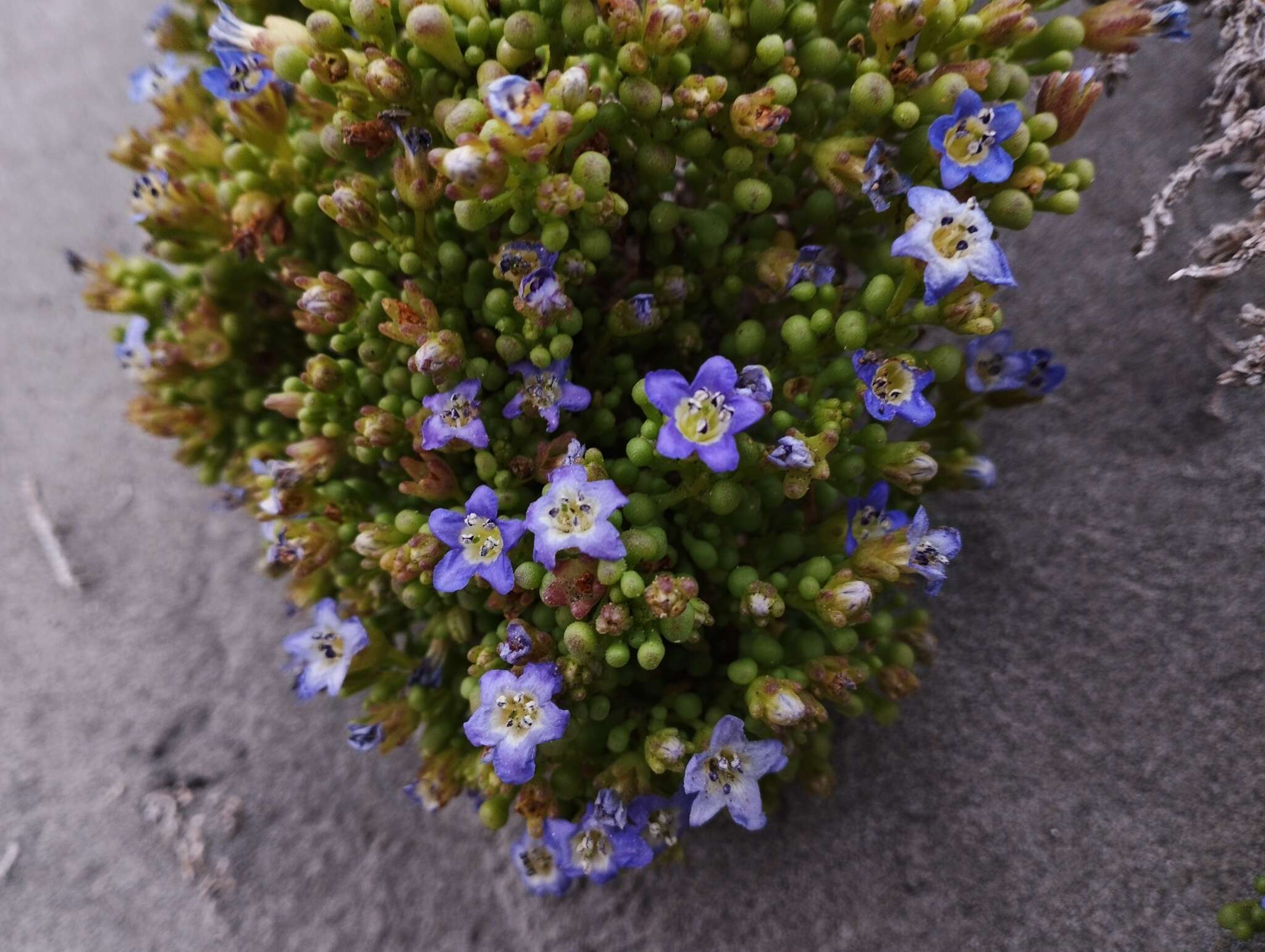 Nolana divaricata (Lindl.) I. M. Johnston resmi