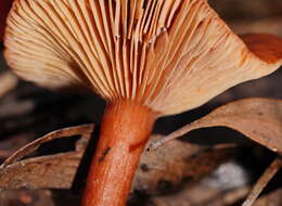 Plancia ëd Lactarius eucalypti O. K. Mill. & R. N. Hilton 1987