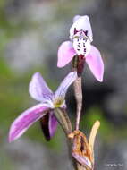 Image of Disa obliqua subsp. clavigera (Lindl.) Bytebier