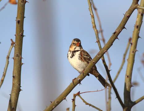 Image of Harris's Sparrow