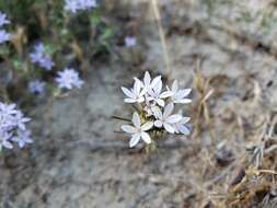 Image of Tehachapi woollystar