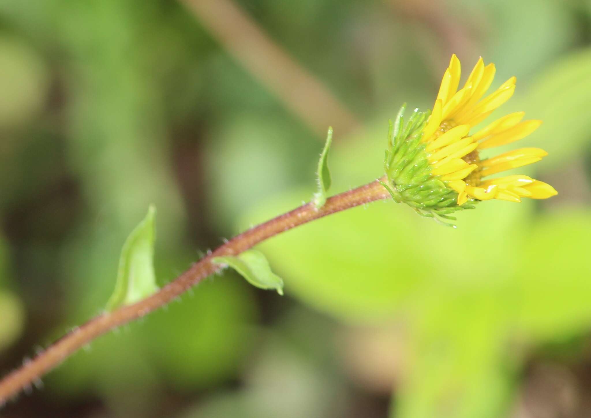 Image of Grindelia subdecurrens DC.