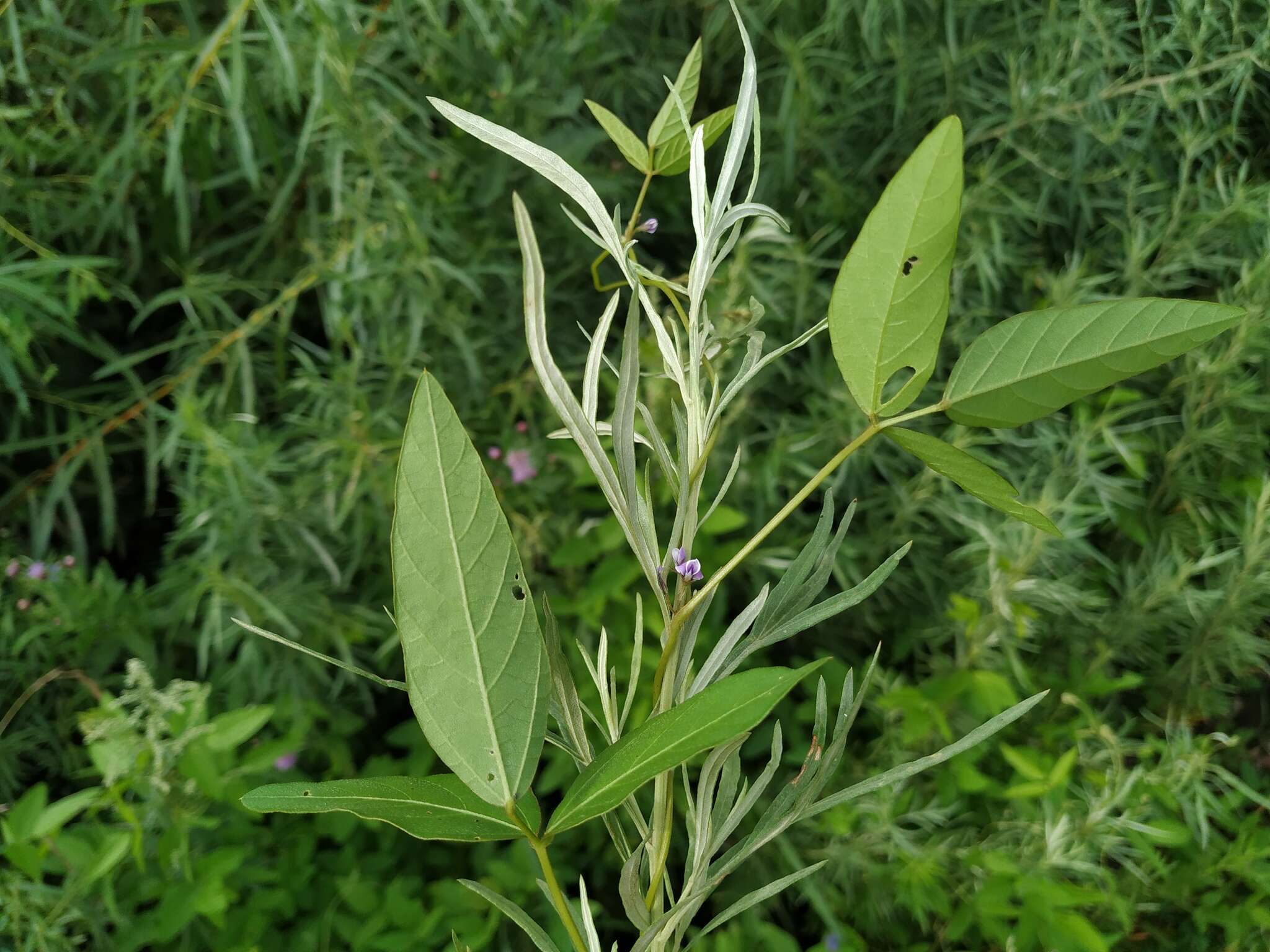 Image of Glycine max subsp. soja (Siebold & Zucc.) H. Ohashi