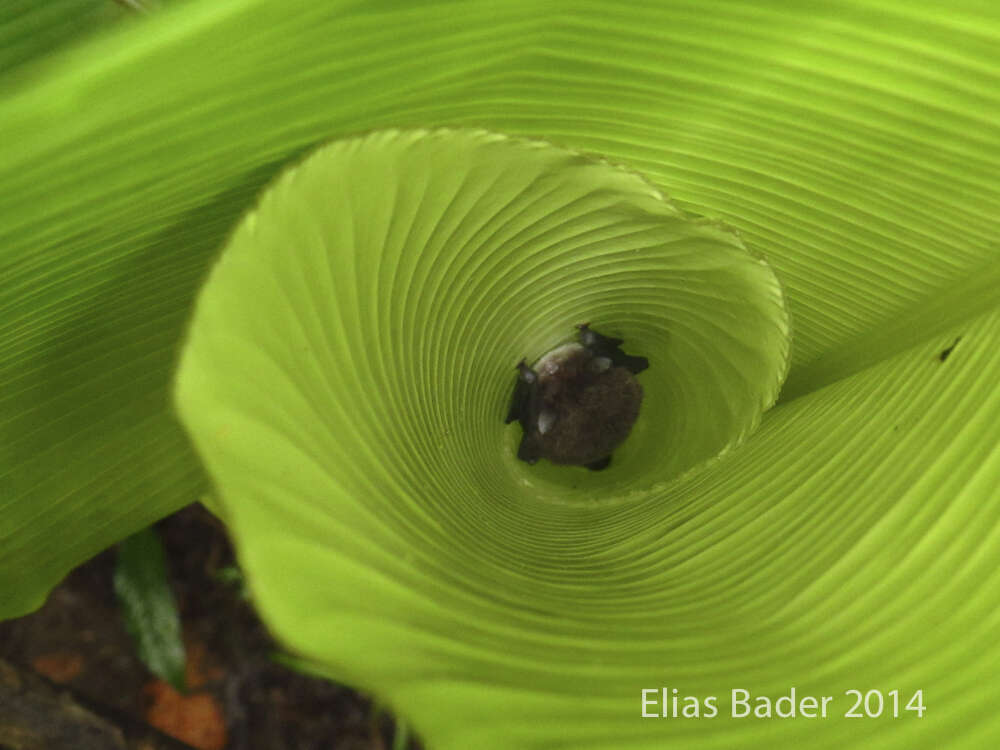 Image of disc-winged bats