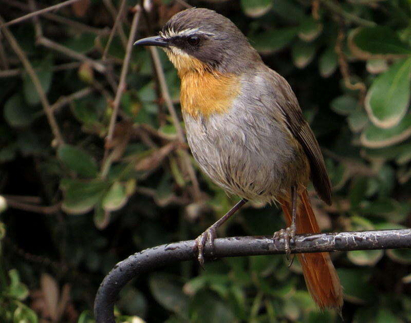 Image of Cossypha caffra caffra (Linnaeus 1771)