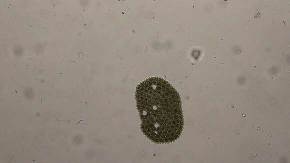 Image of Pediastrum angulosum