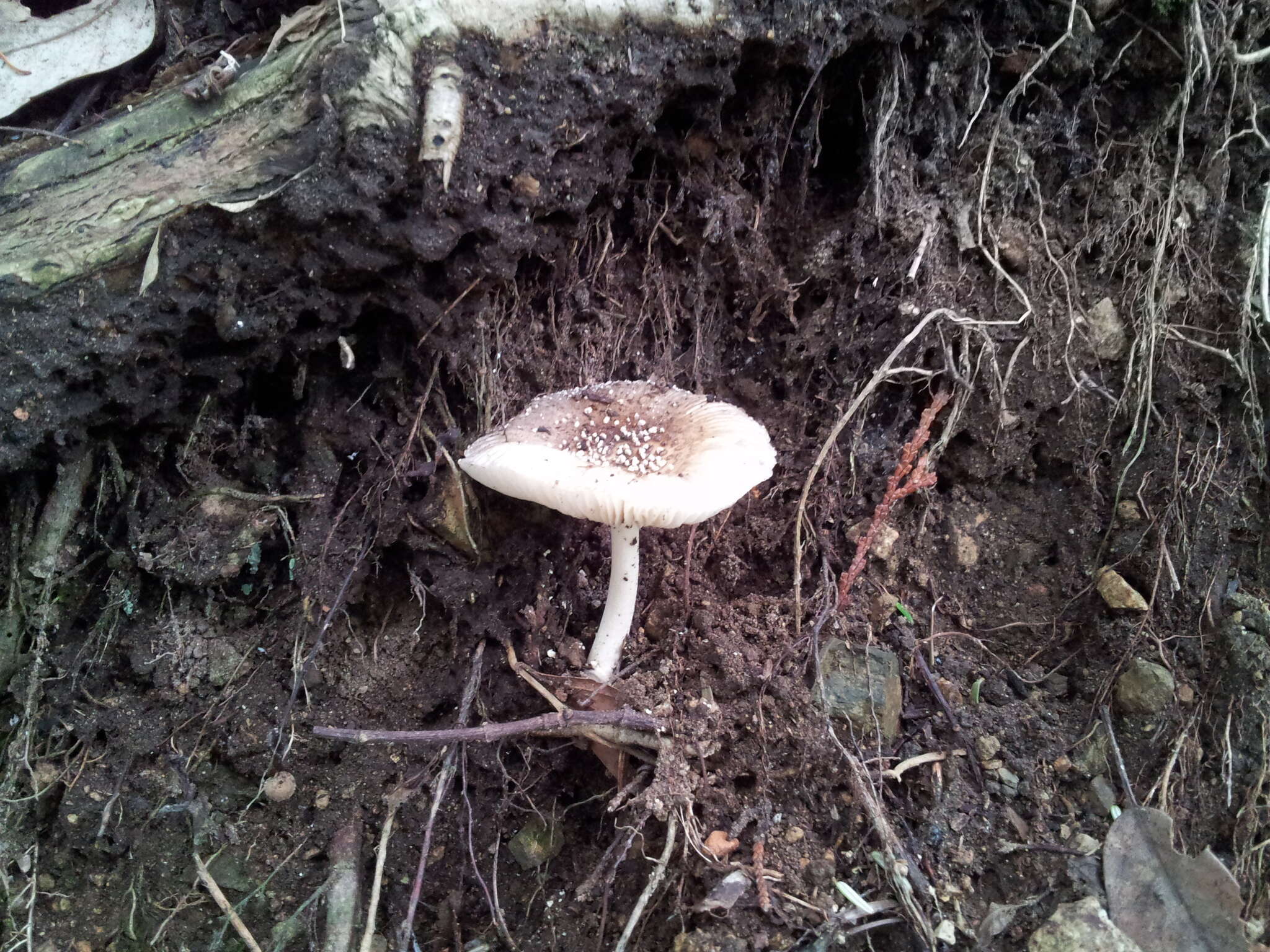 Слика од Amanita sychnopyramis Corner & Bas 1962