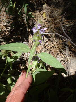 Image of lance selfheal