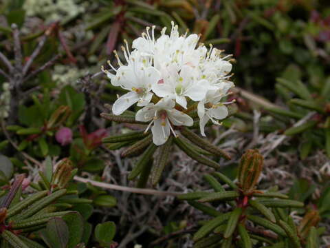 Imagem de Rhododendron tomentosum (Stokes) Harmaja