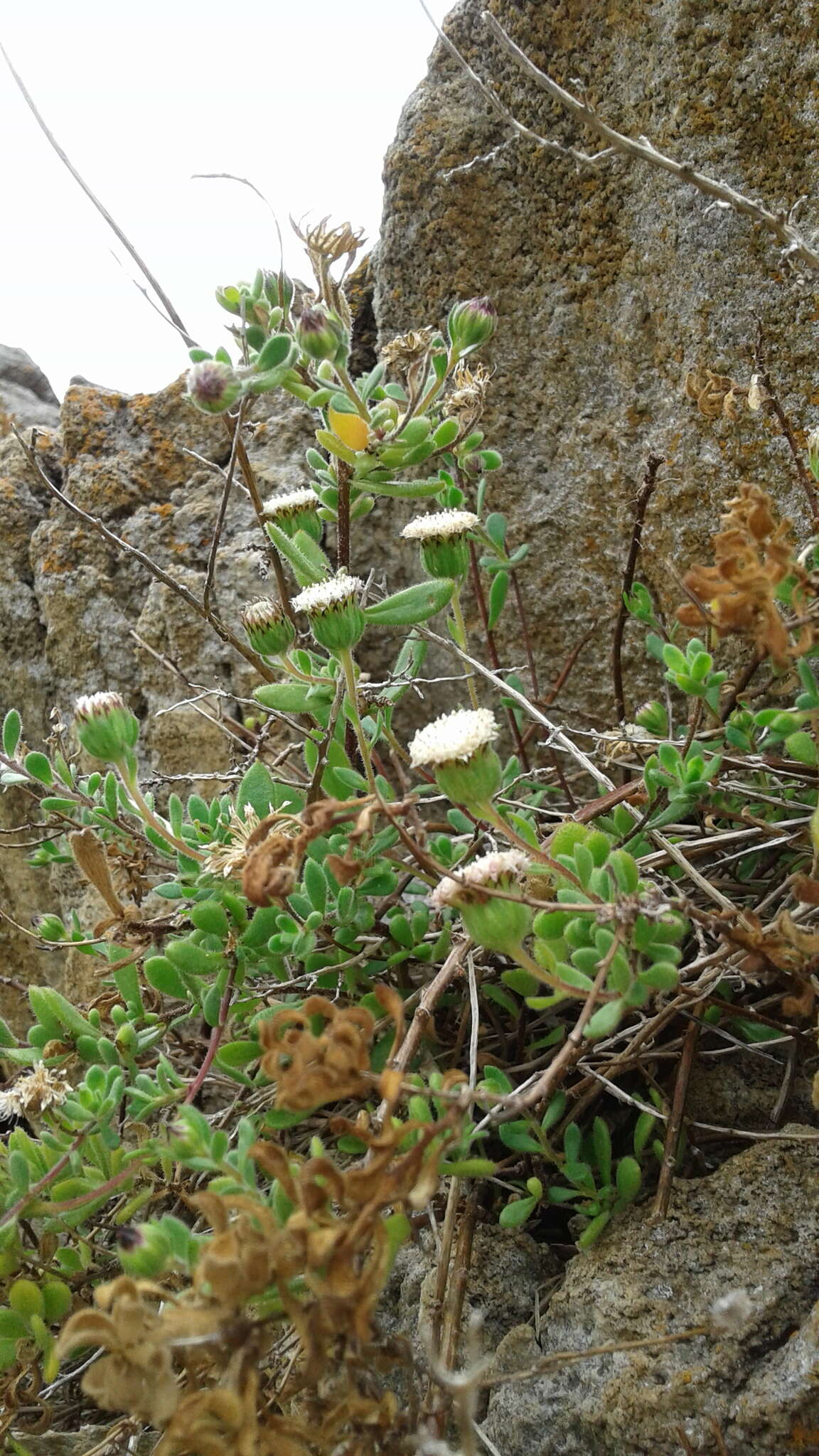 Слика од Leiocarpa supina (F. Müll.) Paul G. Wilson