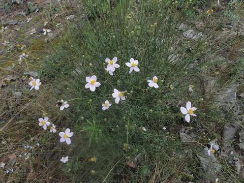 Image of Cosmos landii Sherff