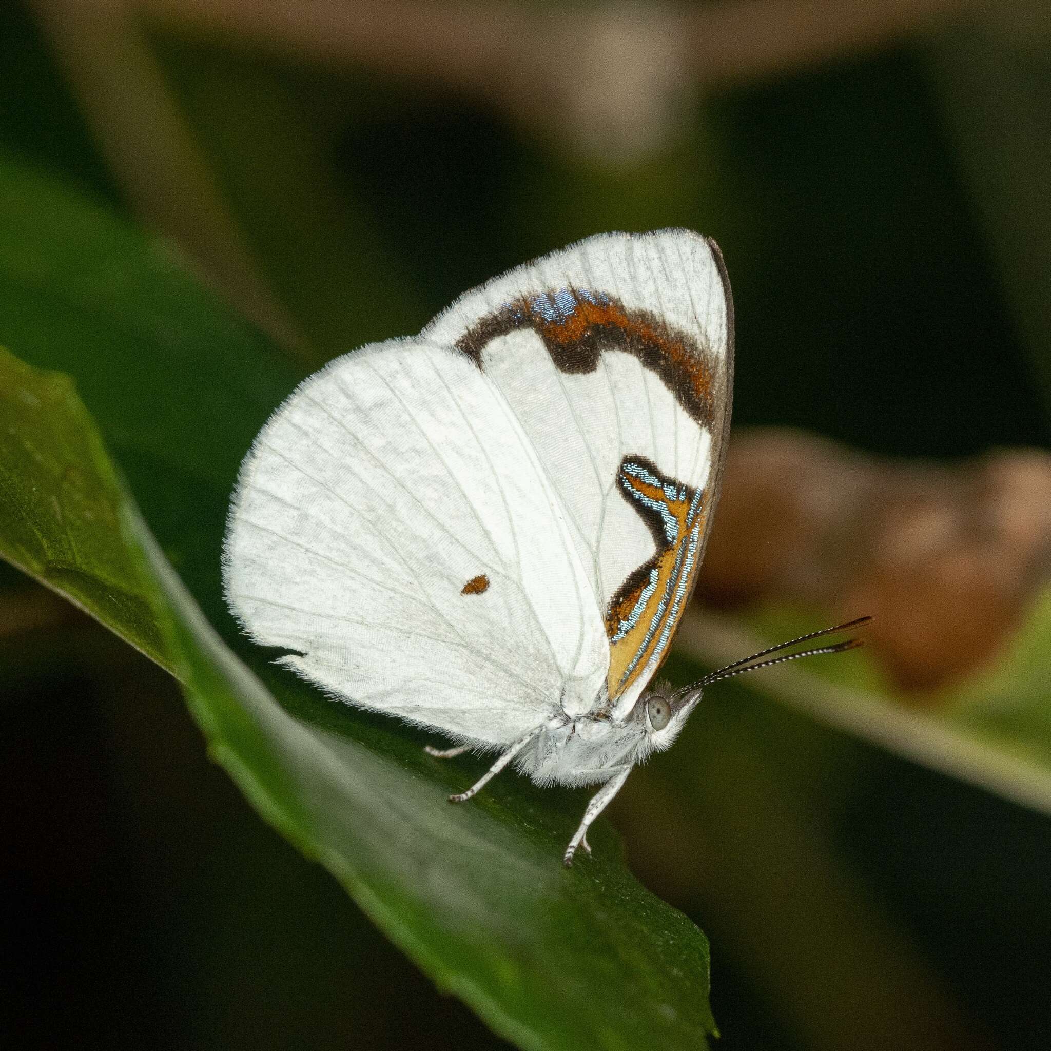 Plancia ëd Dynamine myrrhina Doubleday (1849)