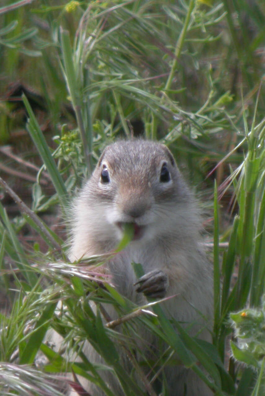 Image of Washington ground squirrel