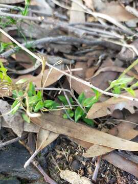 Слика од Pterostylis ectypha
