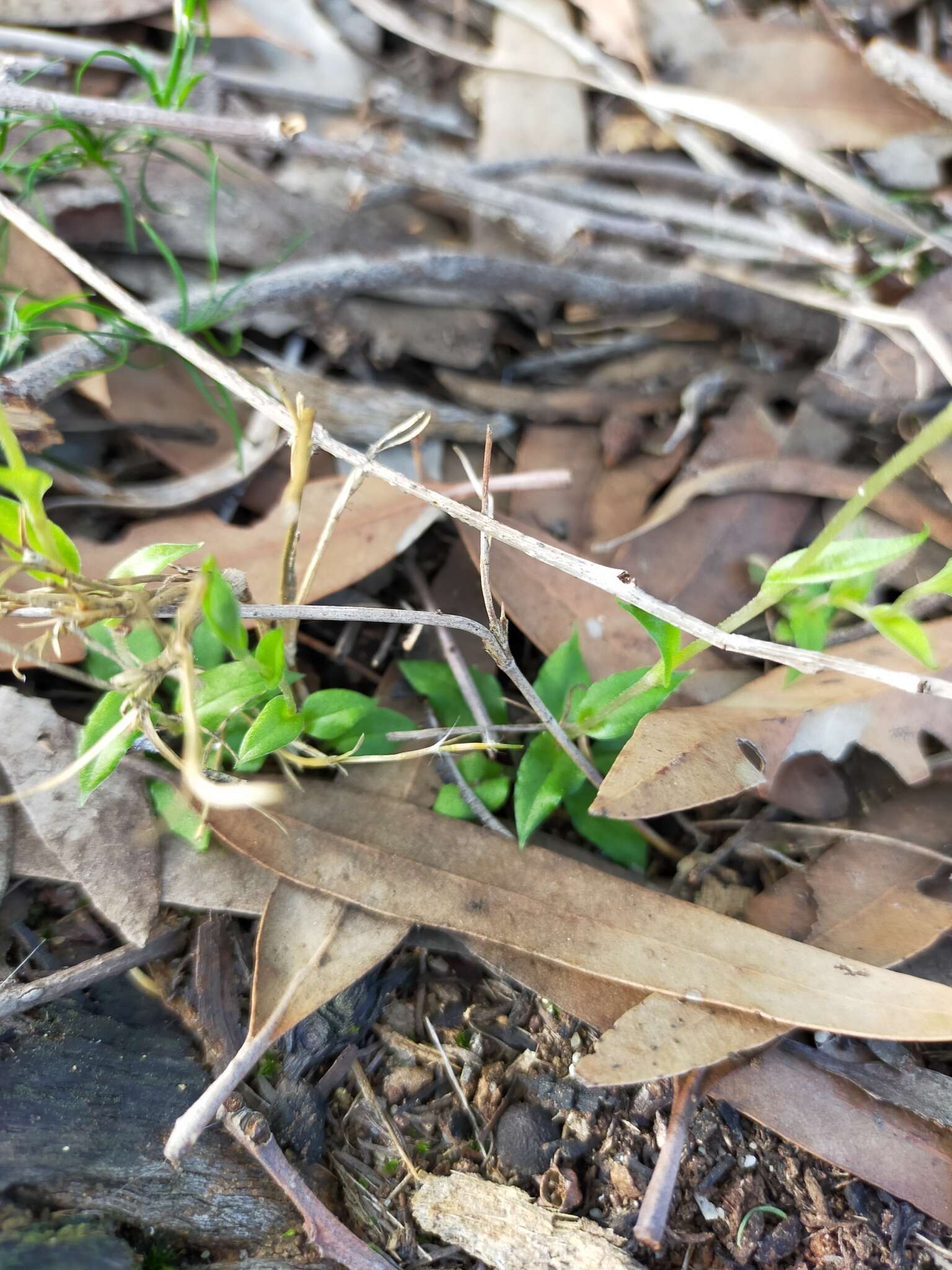 Pterostylis ectypha的圖片