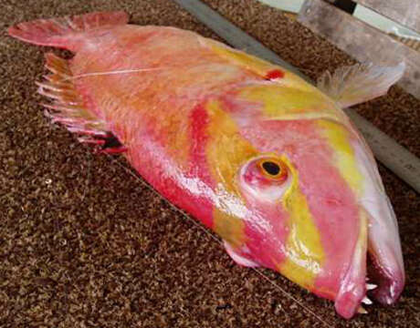 Image of Masked pigfish